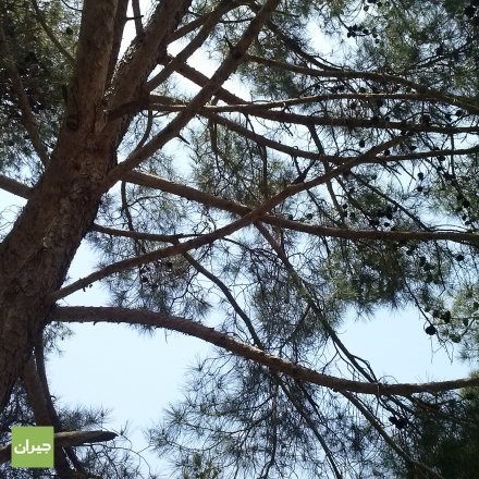منتزه_عمان_القومي_1